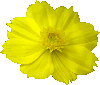 Cosmos sulphureus